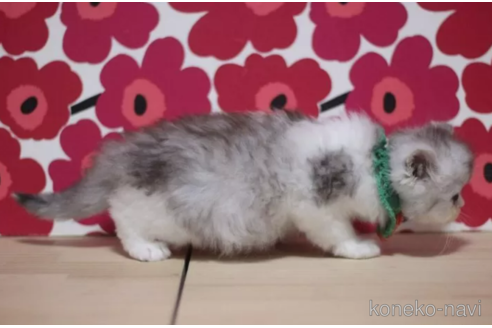 成約済の東京都のミヌエット-75047の2枚目